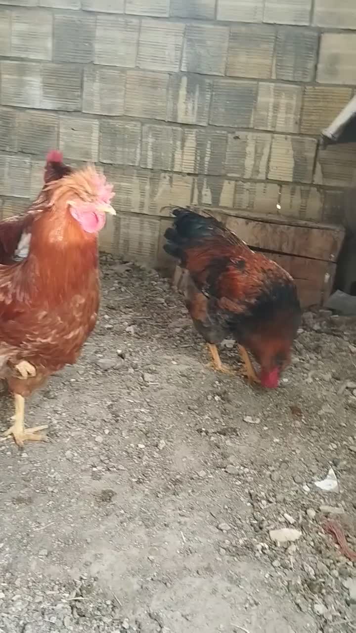 فروشی|حیوانات مزرعه|قهدریجان, |دیوار