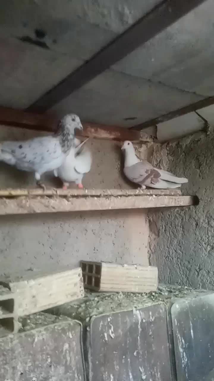 کفتر|پرنده|محمدیه-قزوین, |دیوار