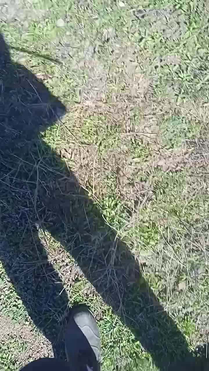 بزغاله معاوضه گوسفند وگاو|حیوانات مزرعه|اهر, |دیوار