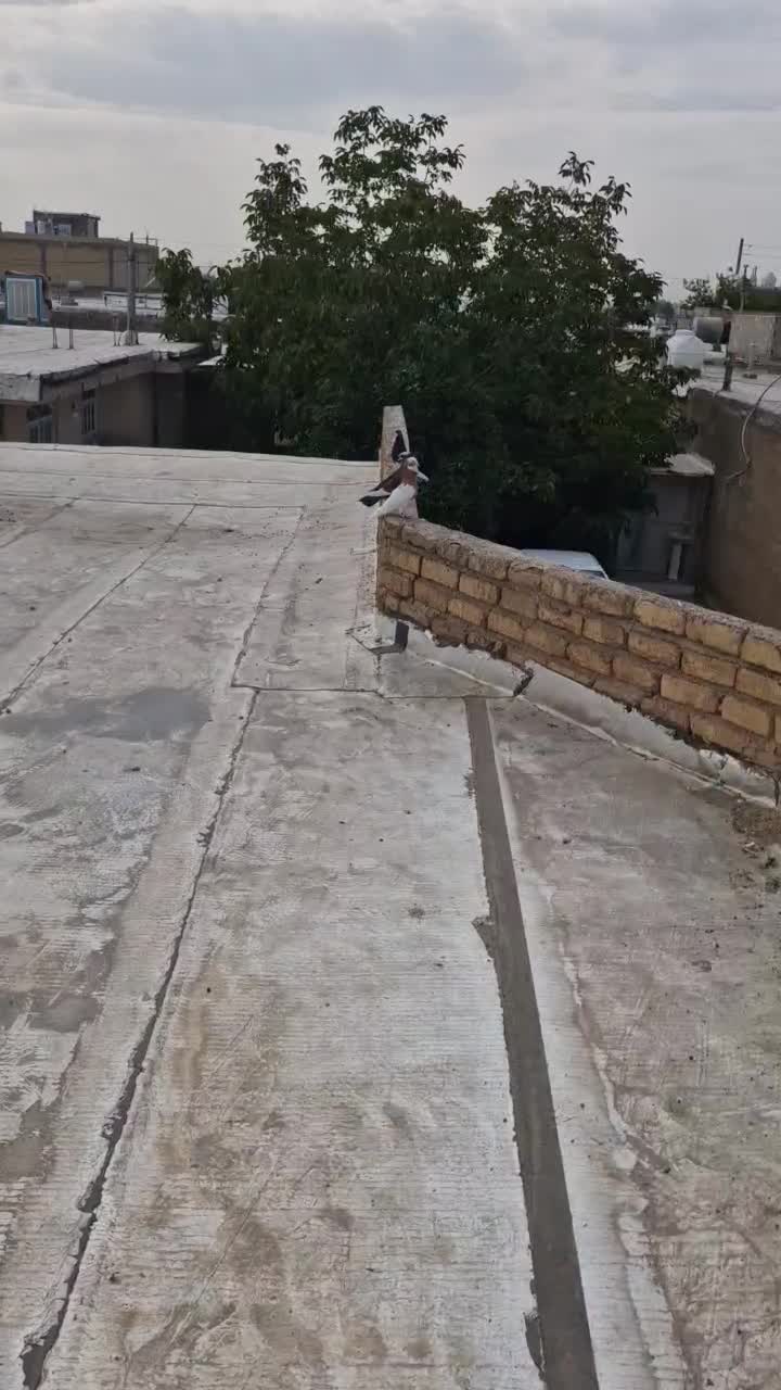 کفتر|پرنده|مرودشت, بیست متری بیمارستان|دیوار