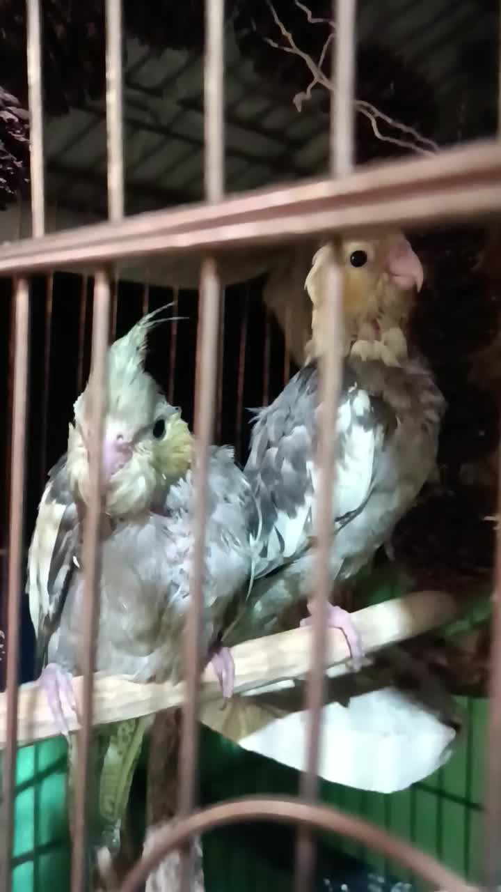 پرنده عروس هلندی|پرنده|قم, دروازه ری|دیوار