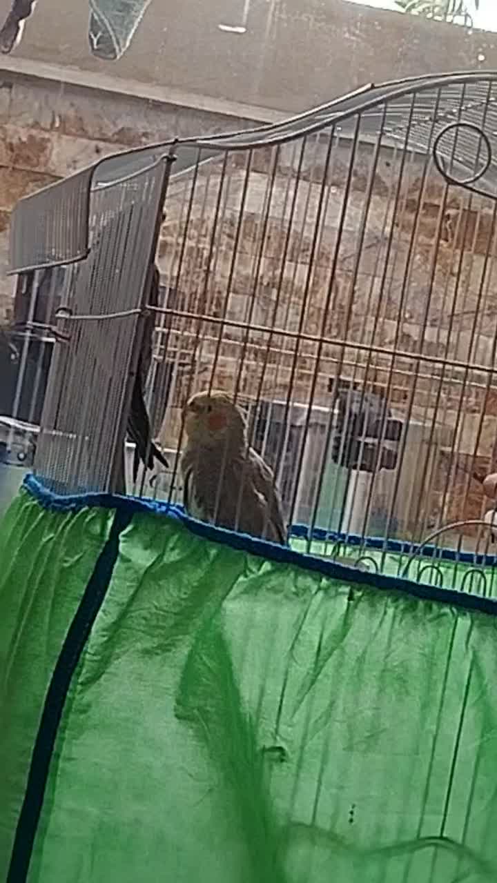 یک جفت عروس هلندی جوان و رام، نر سخنگو|پرنده|بندر انزلی, پاسداران|دیوار