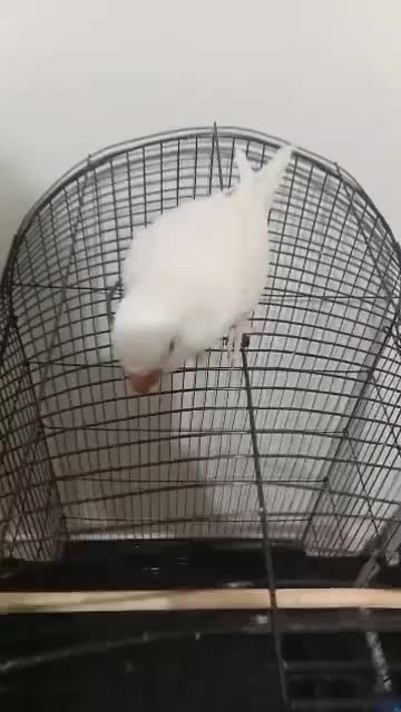 طوطی راهب آلبینو رام رام|پرنده|تهران, شهرک دریا|دیوار