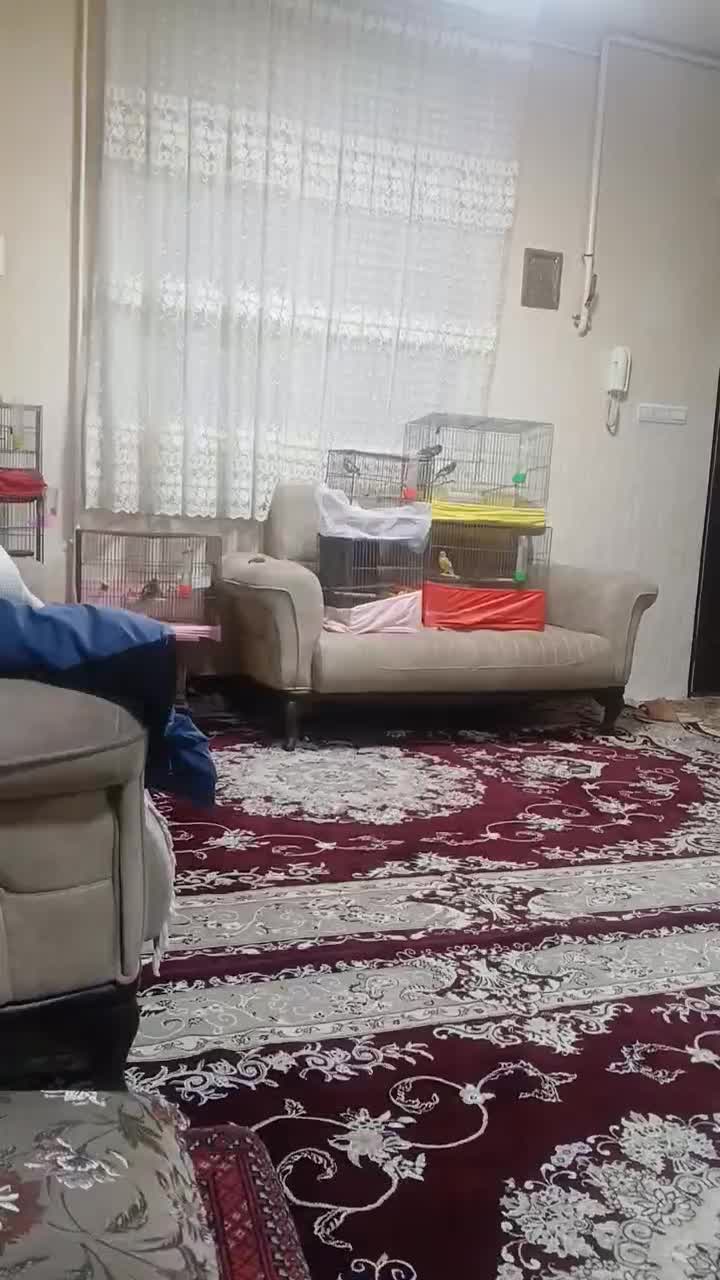 قناری|پرنده|تفرش, |دیوار