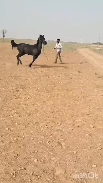 اسب مادیان مشکی مخصوص مشکی بازا|اسب و تجهیزات اسب‌سواری|تهران, آرارات|دیوار