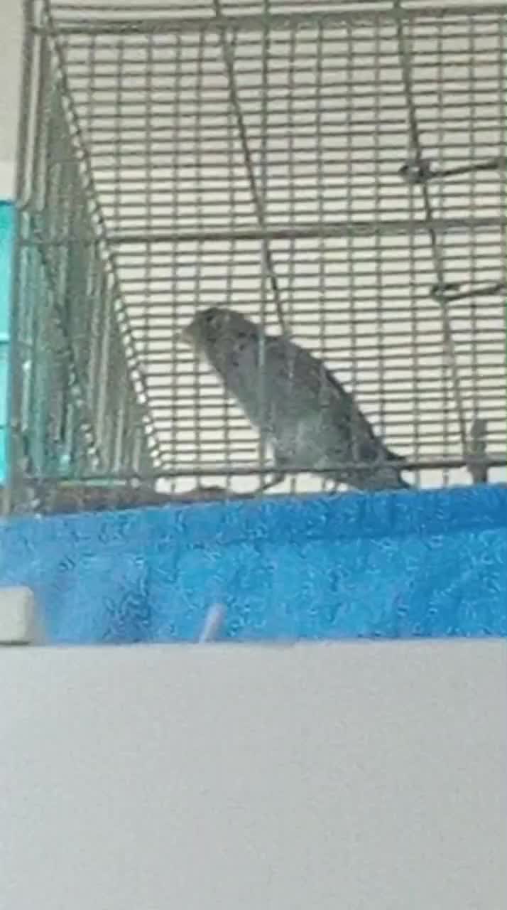 قناری بخون معاوضه با سهره اهوازی یا جوجه سهره|پرنده|قرچک, میرزائی شمالی|دیوار