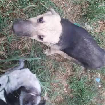 سگ بومی|سگ|رشت, گلسار|دیوار