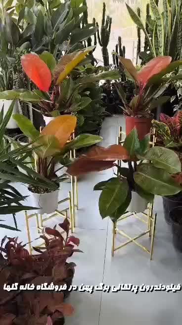 فیلودندرون پرتقالی برگ پهن در فروشگاه خانه گلها|گل و گیاه طبیعی|بندرعباس, |دیوار