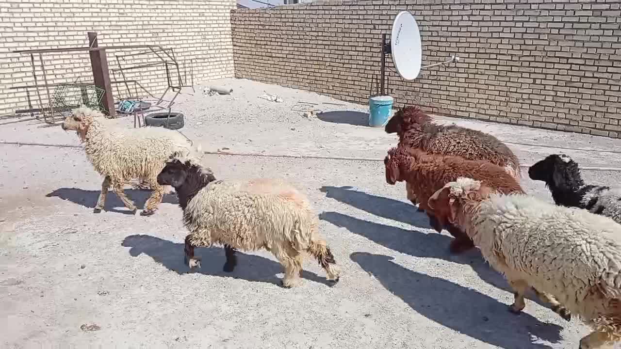 بره نر و ماده|حیوانات مزرعه|چمران, |دیوار