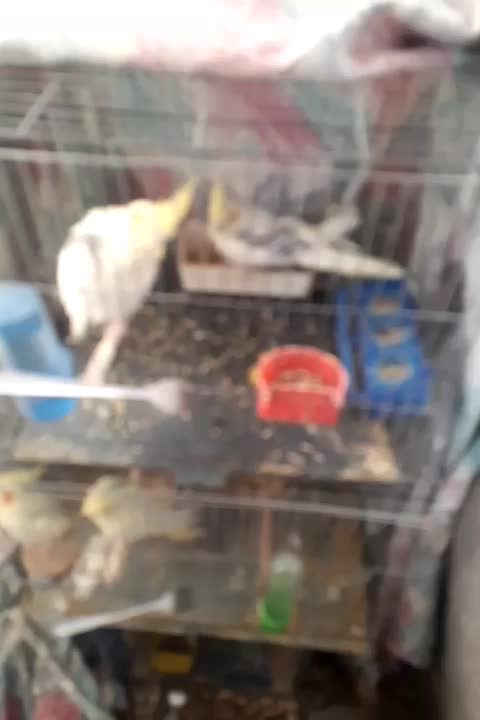 عروس هلندی مولد و نرو ماده|پرنده|قدس, شهر‌قدس|دیوار