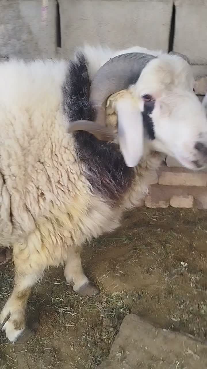 بره فروشی|حیوانات مزرعه|ایرانشهر, |دیوار