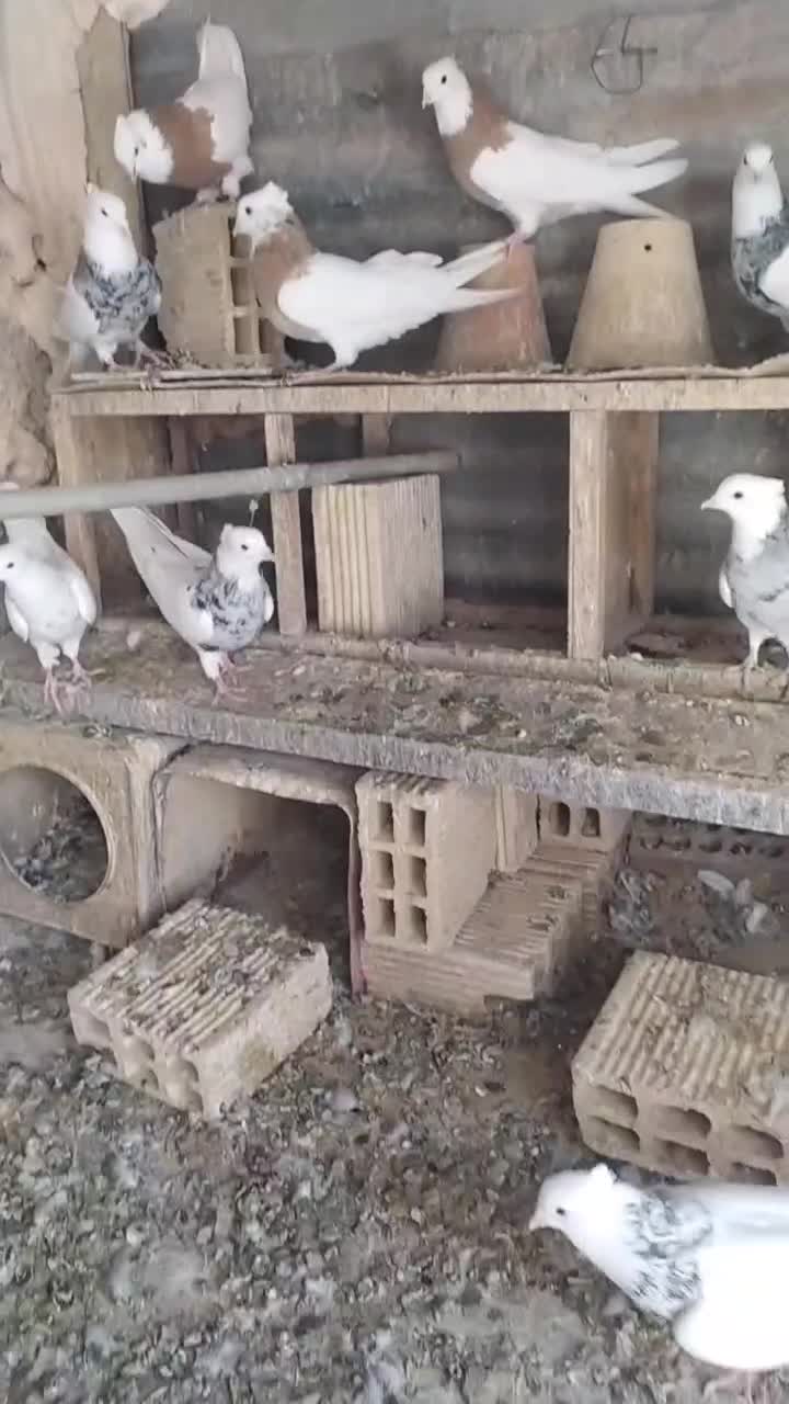 طوقی|پرنده|رودشت (اصفهان), |دیوار