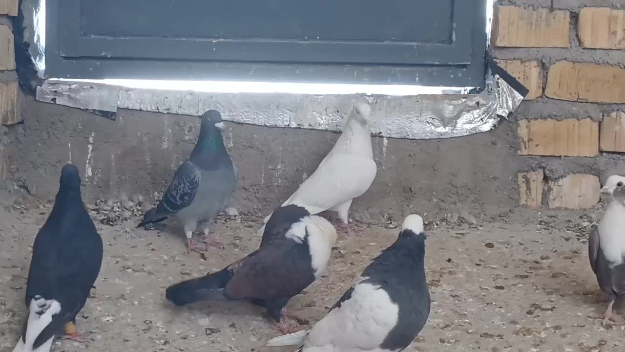 پلاکی|پرنده|شیراز, گویم|دیوار