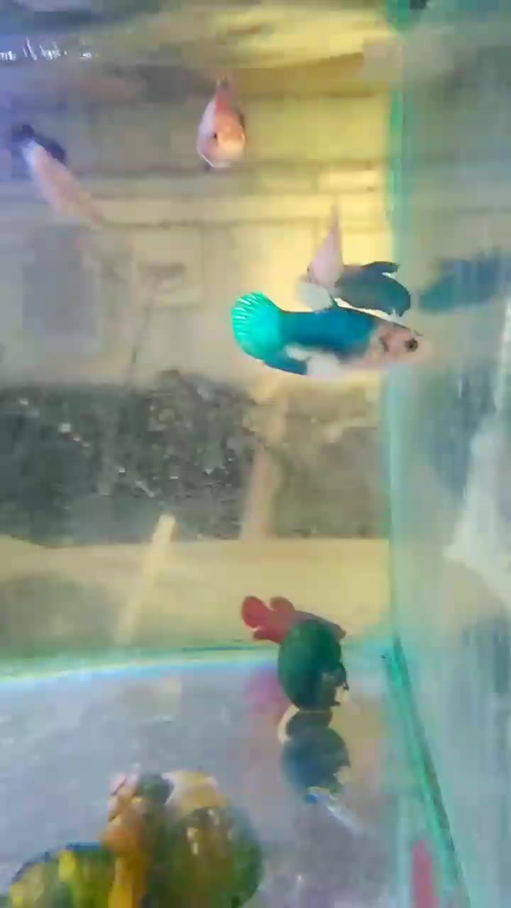 فایتر ماده|ماهی|اصفهان, بهارستان|دیوار