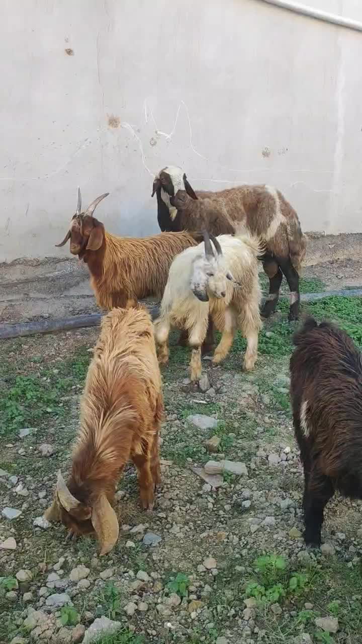 چوش چاتمه و قوچ|حیوانات مزرعه|سیمین شهر, |دیوار