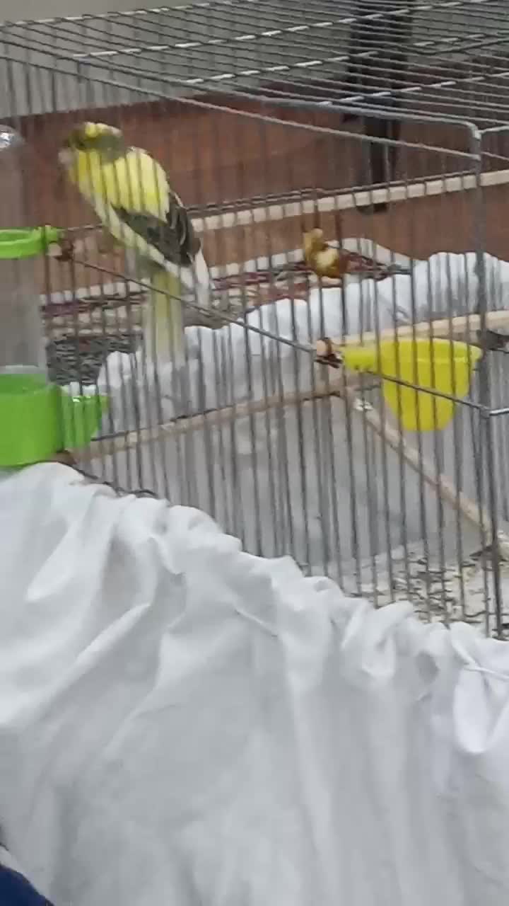 قناری قورولتی بخوان|پرنده|اردبیل, |دیوار