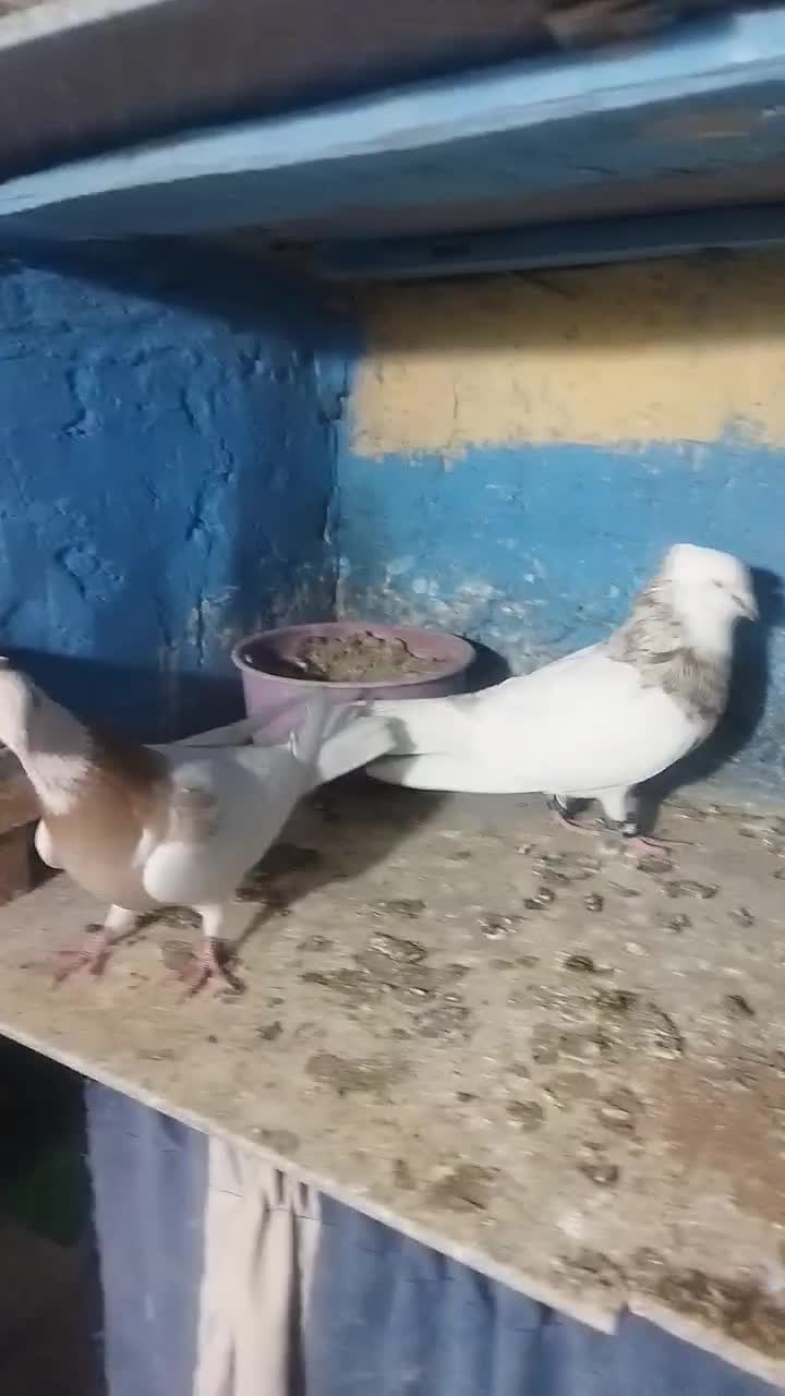 طوقی کرم اجری خال|پرنده|داران, |دیوار