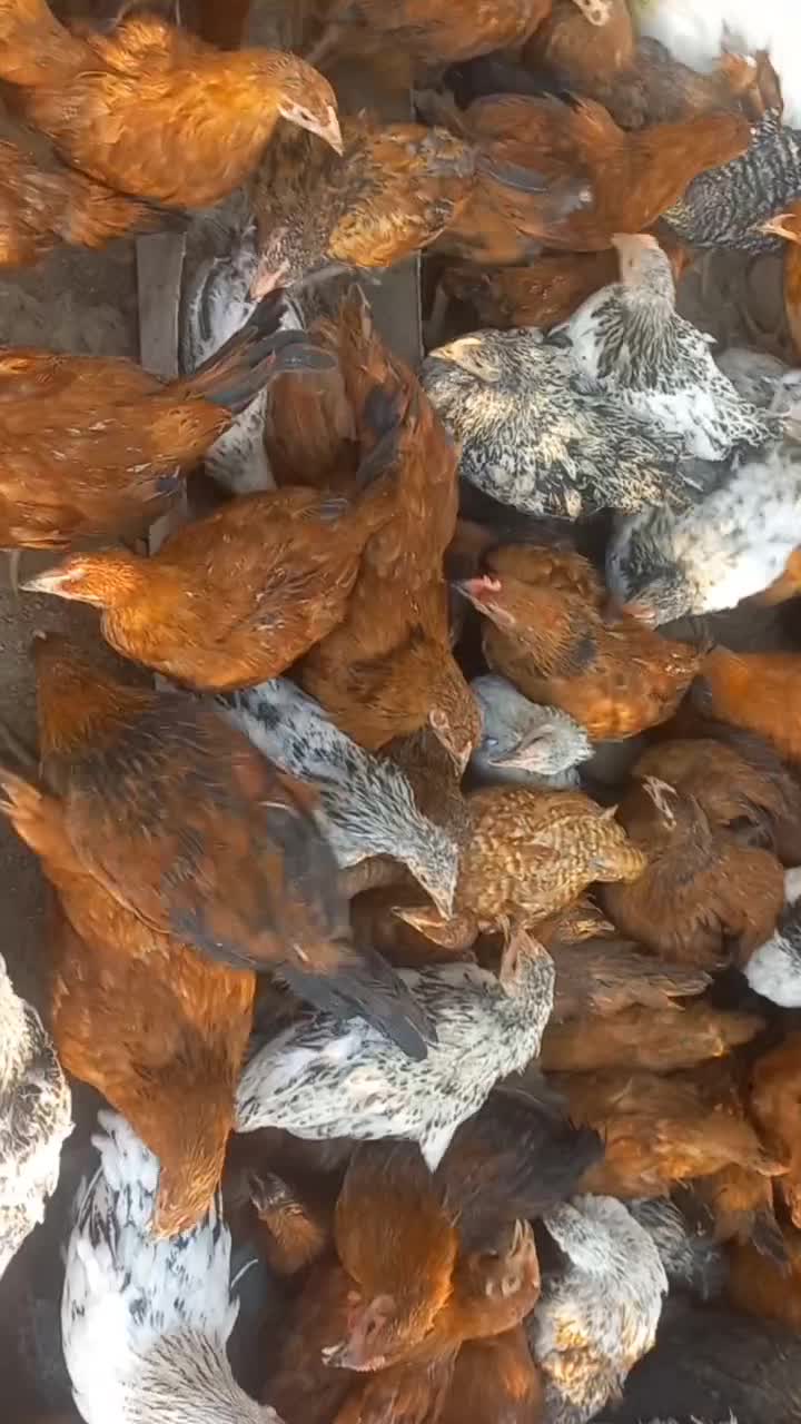 فروش ۹۰۰ عدد مرغ وخروس گلپایگان به صورت کلی وجزئ|حیوانات مزرعه|تهران, تهرانسر شرقی|دیوار