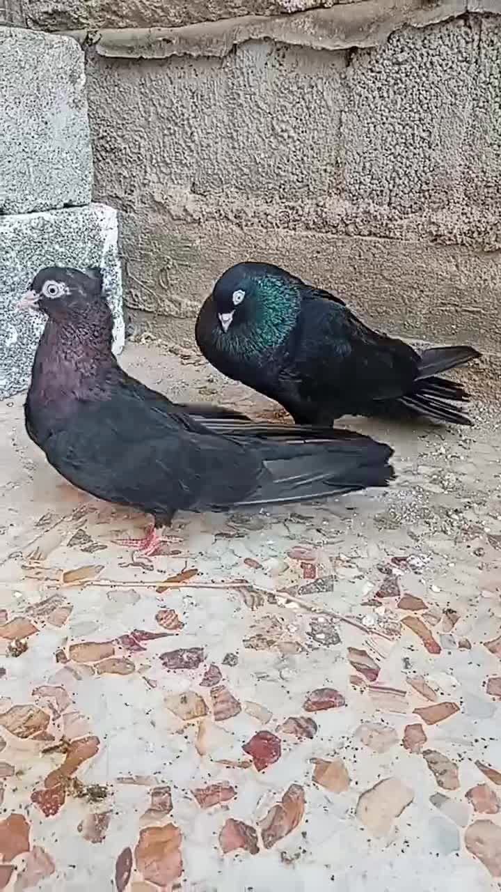 زاغ‌آبدانی‌اصل نر|پرنده|بندر گناوه, |دیوار