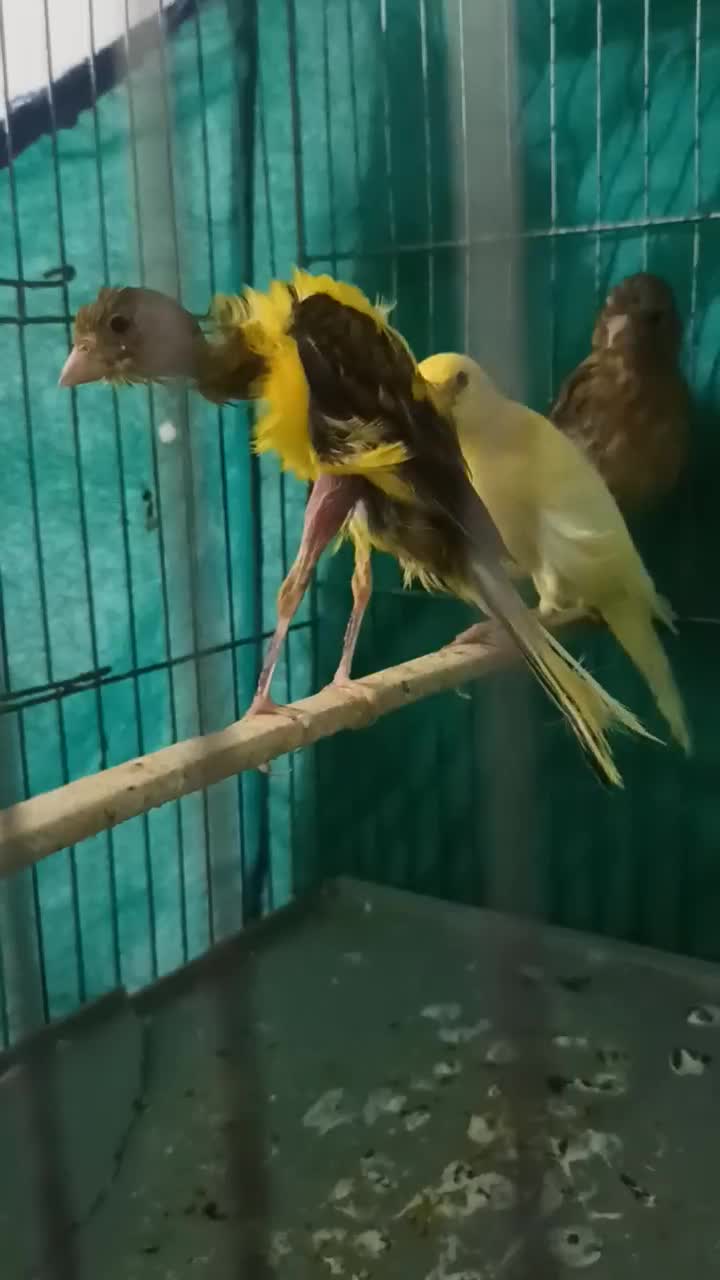 قناری جیور|پرنده|کرمانشاه, |دیوار