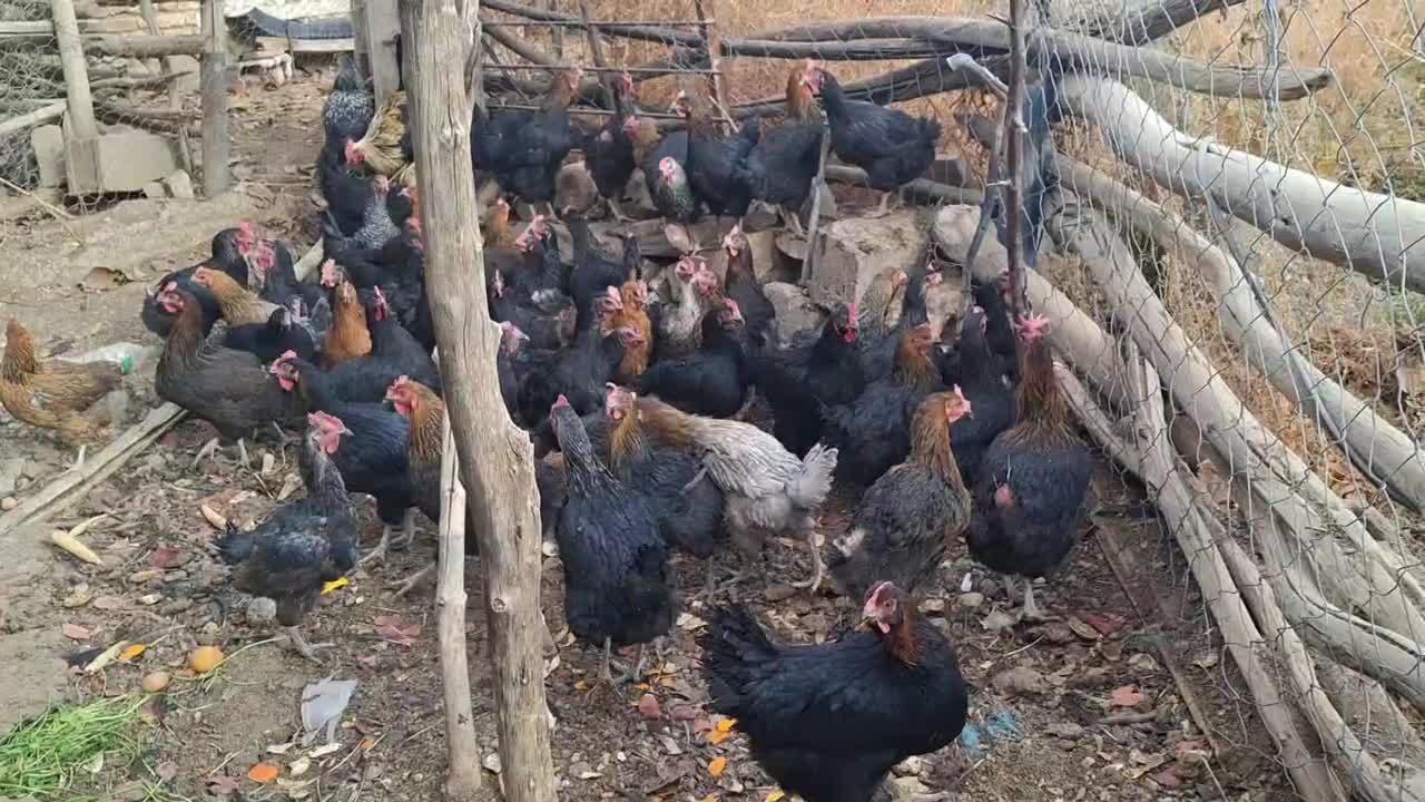 فروش حدود۵۵مرغ سالم وتخم گزار|حیوانات مزرعه|شهمیرزاد, |دیوار