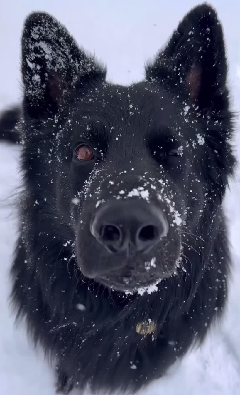 سگ ژرمن شپرد شو 212|سگ|تهران, پردیسان|دیوار