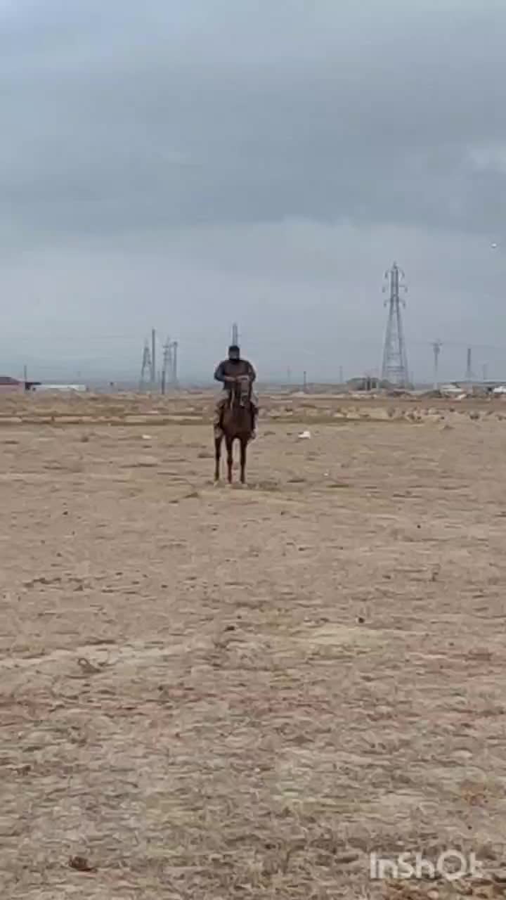 اسب|اسب و تجهیزات اسب‌سواری|همدان, |دیوار