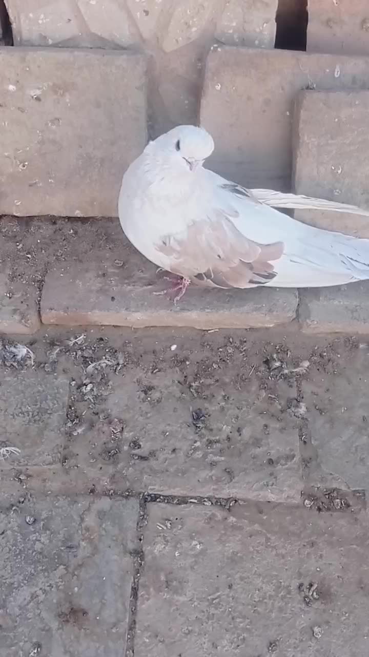 نر فنچی پشت سرور|پرنده|اردکان, |دیوار