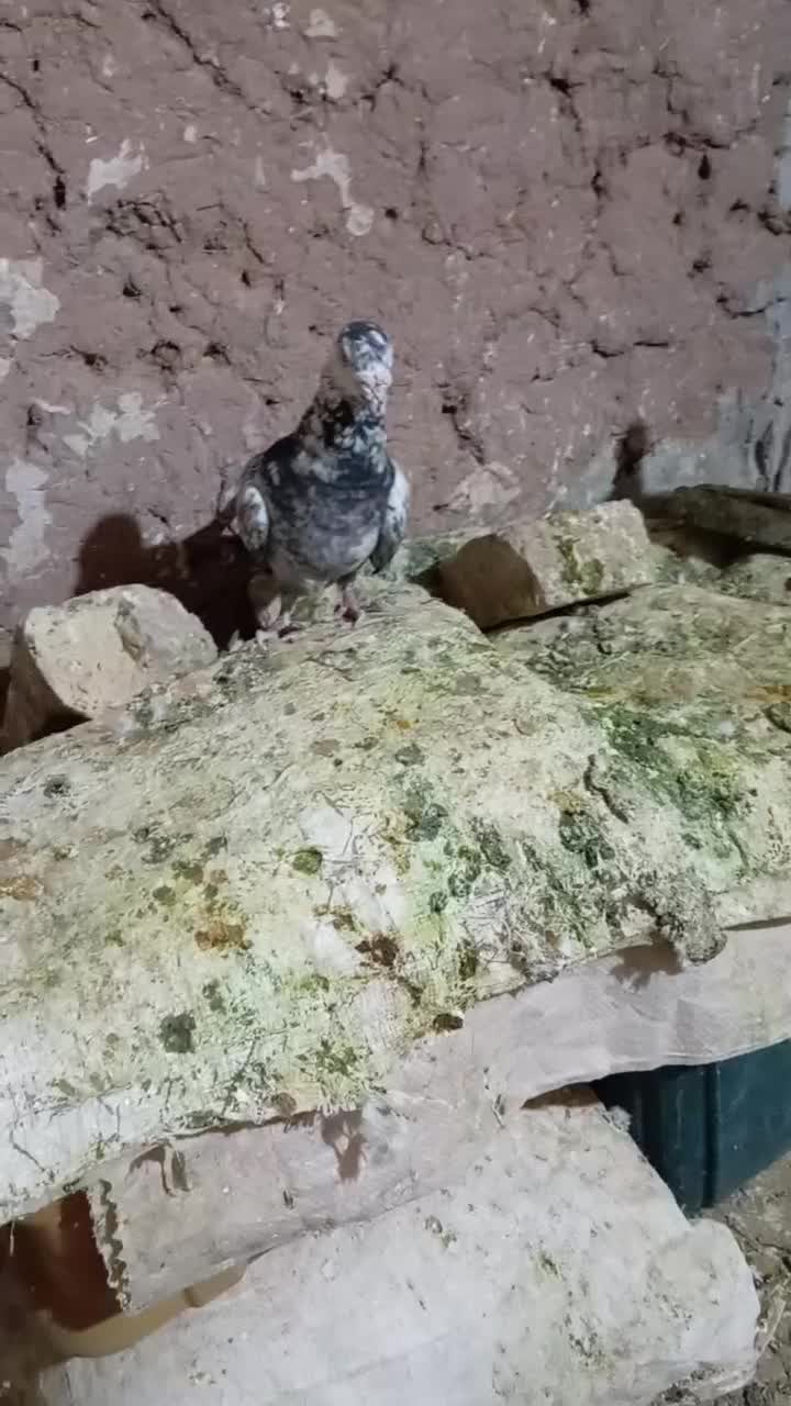 جفت نروماده|پرنده|تربتحیدریه, چهارراه خواف|دیوار