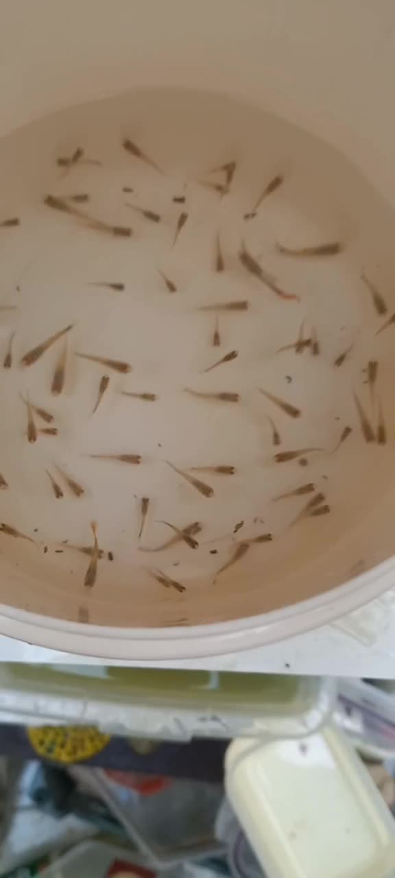 گوپی|ماهی|آران و بیدگل, |دیوار