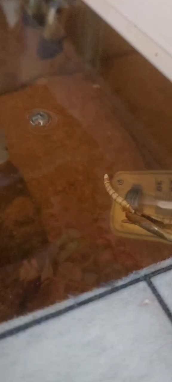 چانا|ماهی|اصفهان, وحید|دیوار