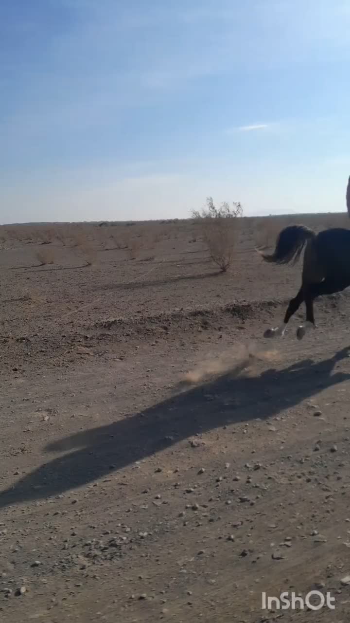 اسب نریان|اسب و تجهیزات اسب‌سواری|گناباد, |دیوار