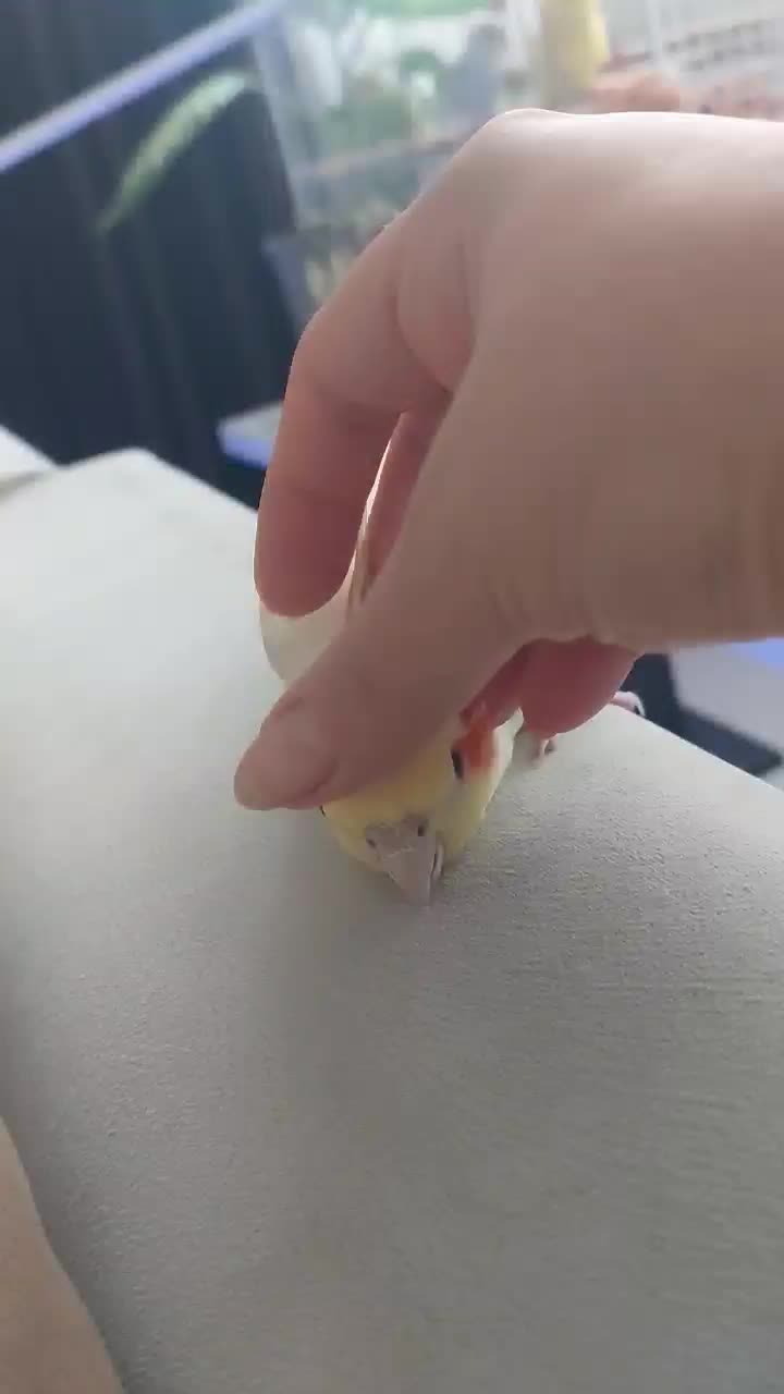 عروس هلندی گمشده|پرنده|سلمانشهر, |دیوار