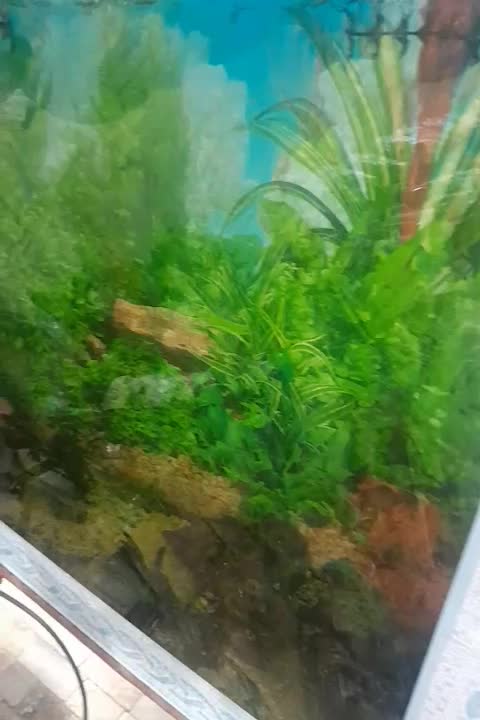 اکواریوم با ماهی|ماهی|اردکان, |دیوار