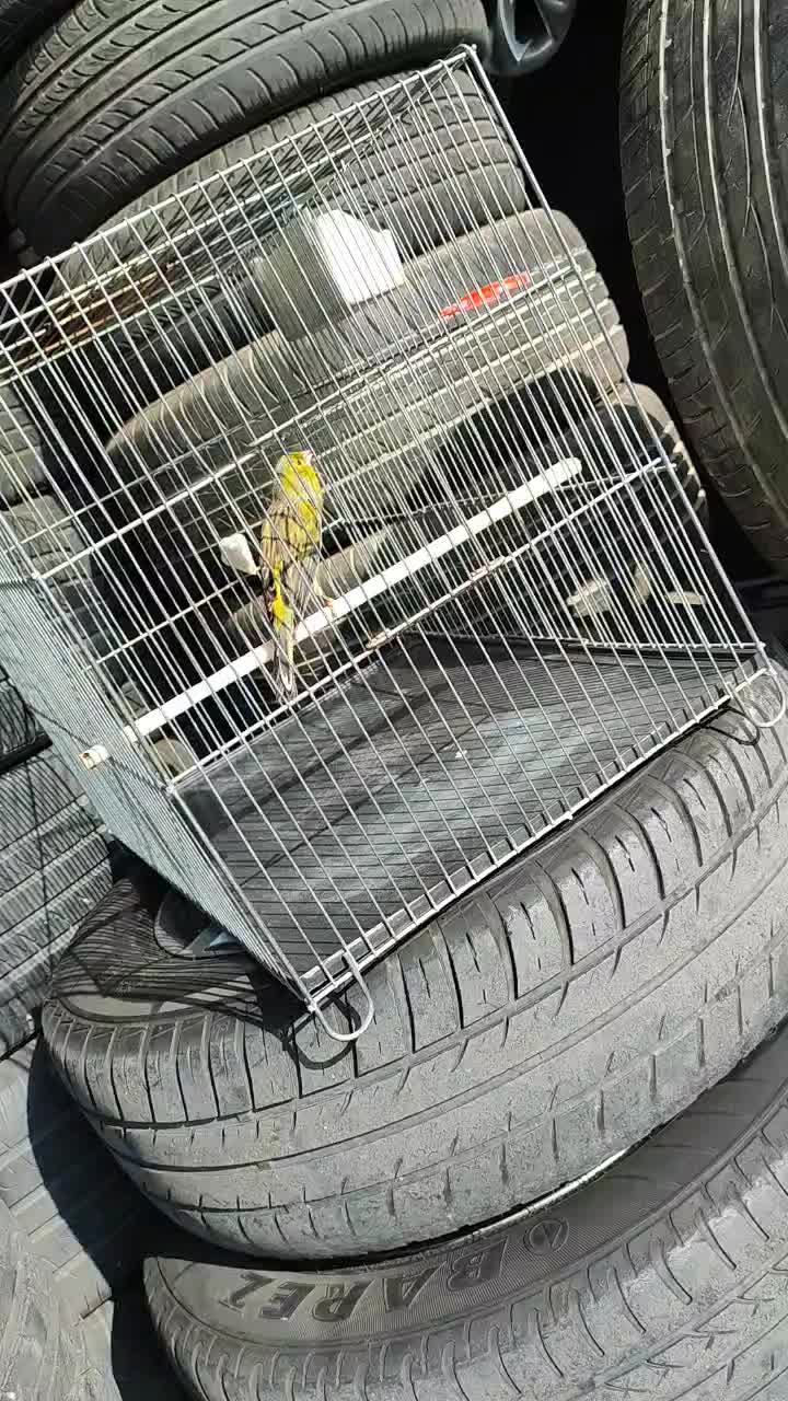 قناری نر مست|پرنده|قدس, شهرقدس|دیوار