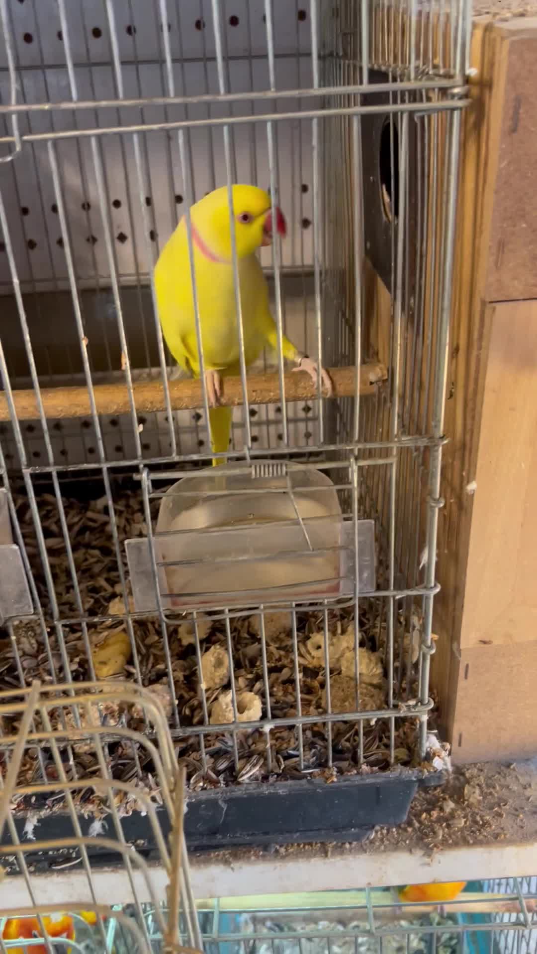 طوطی فرشی لوکس|پرنده|تبریز, |دیوار