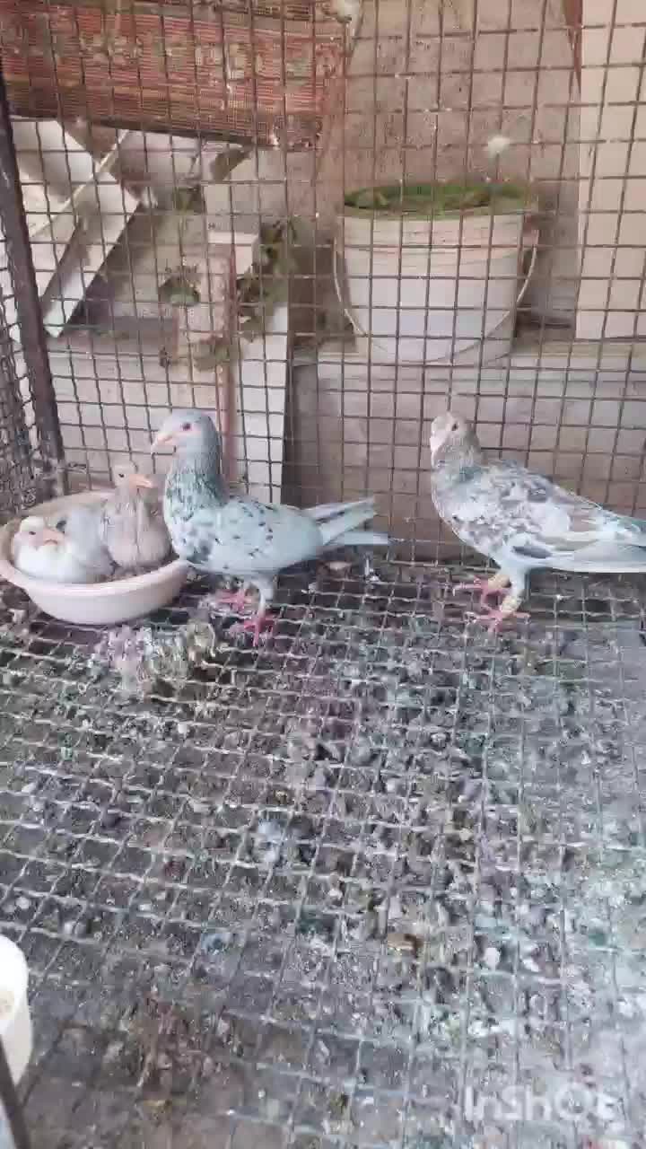 کفتر پلاکی|پرنده|شیراز, دکتر حسابی|دیوار