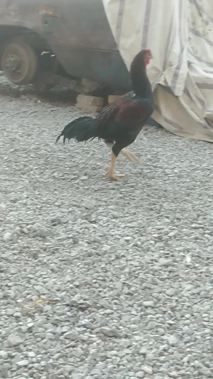 خروس لاری|حیوانات مزرعه|سراوان, |دیوار