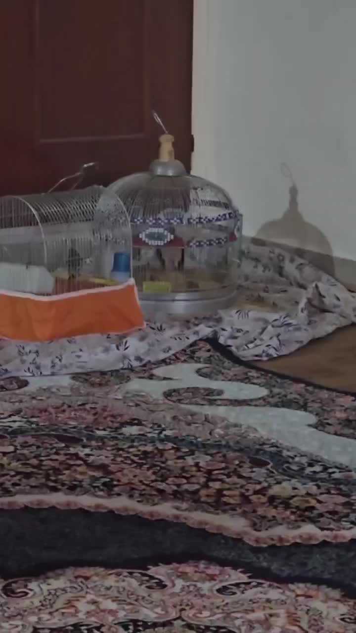 سهره سهره قناری|پرنده|اراک, |دیوار