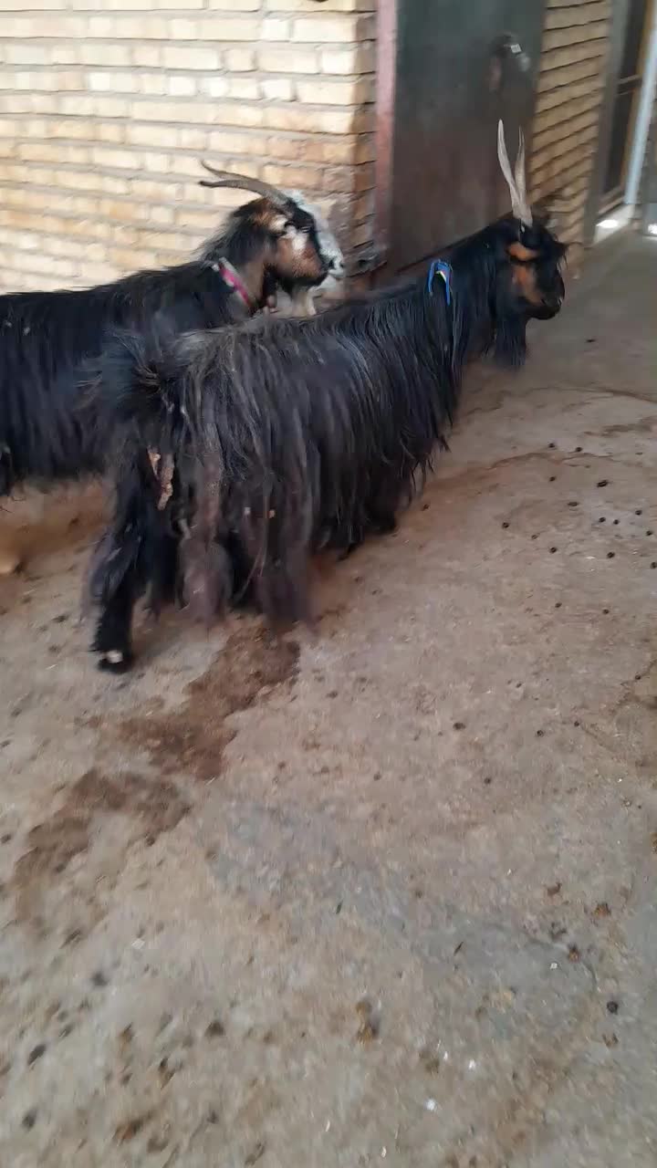 فروش بز گله داری.( بز میش بره بزغاله)|حیوانات مزرعه|اردل, |دیوار