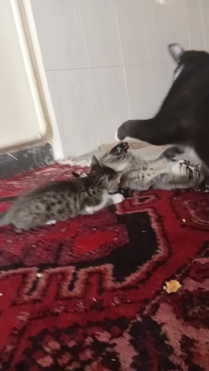 گربه|گربه|ساوه, |دیوار