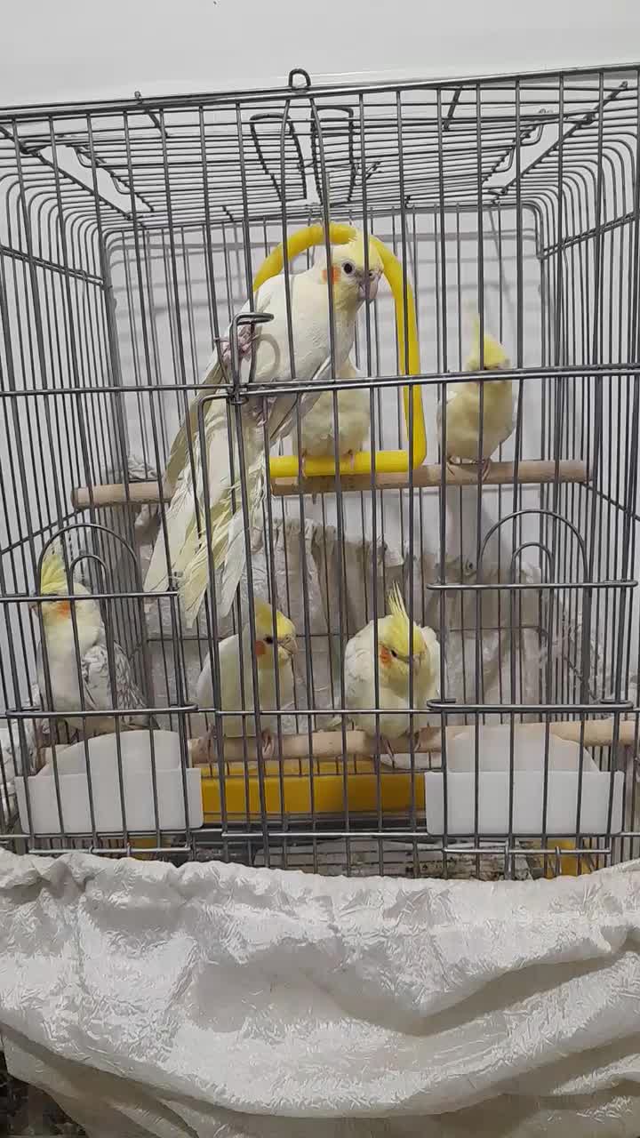 عروس هلندی|پرنده|بروجرد, |دیوار