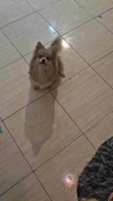 سگ پامر|سگ|شیراز, کوشک میدان|دیوار