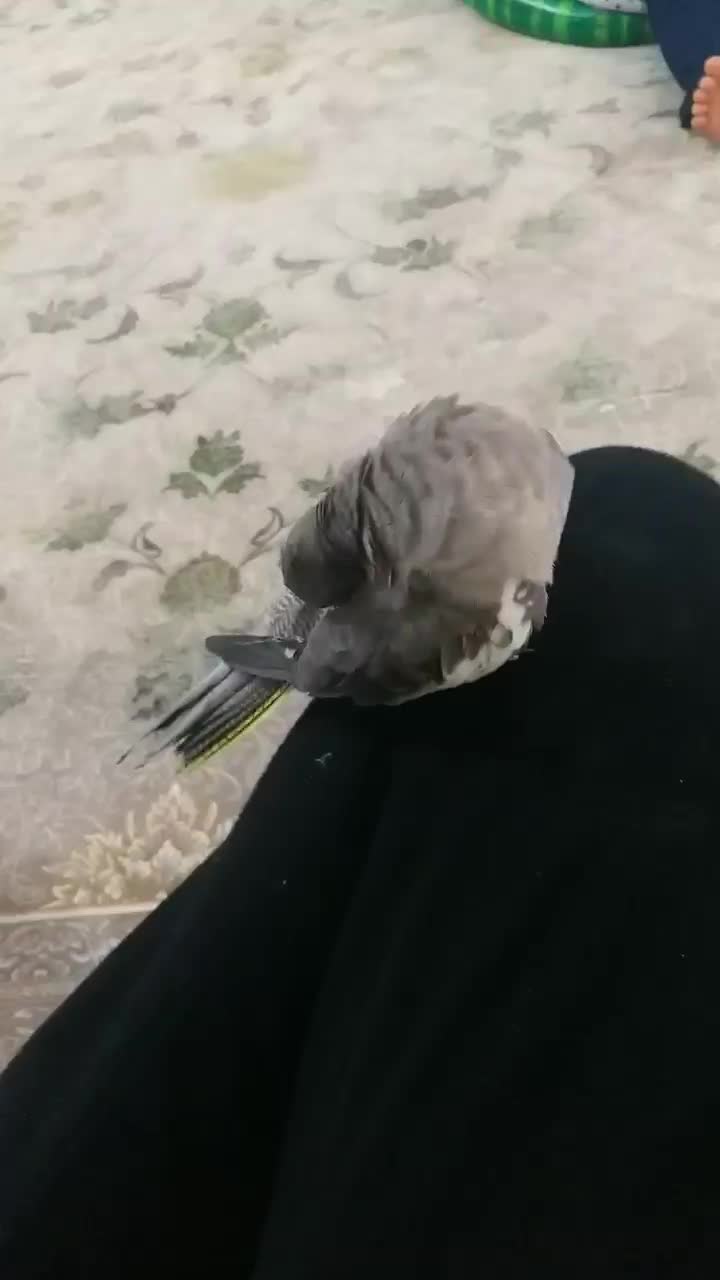 عروس هلندی دستی|پرنده|قم, پردیسان|دیوار