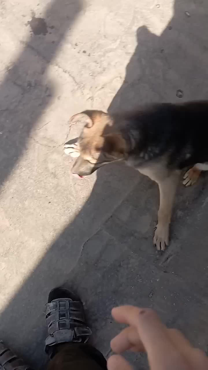 سگ ژرمن شپرد.|سگ|مشهد, کلاته برفی|دیوار