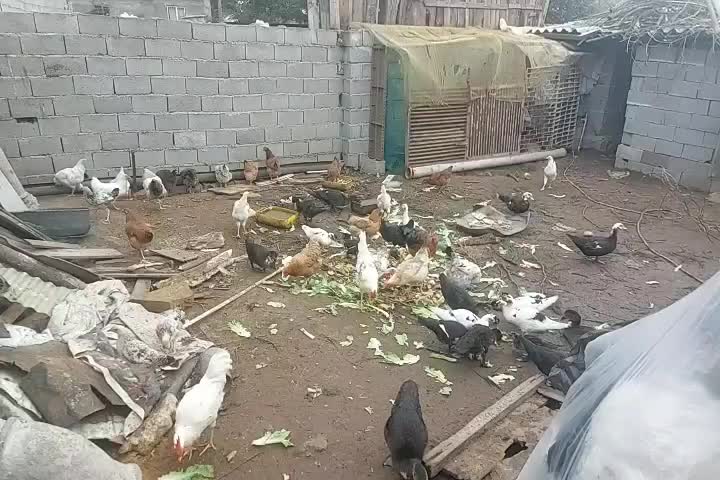 اردک اسراییلی وخروس|حیوانات مزرعه|رشت, پیرکلاچای|دیوار