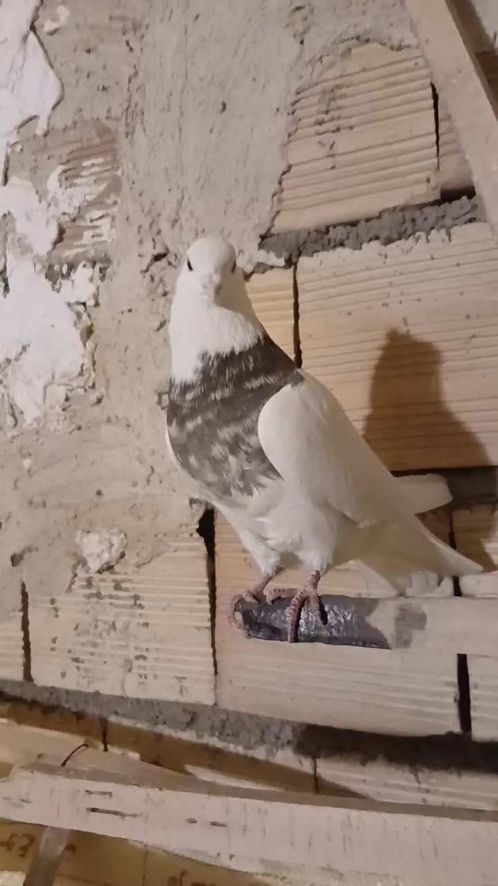 طوقی|حیوانات|میانه, |دیوار