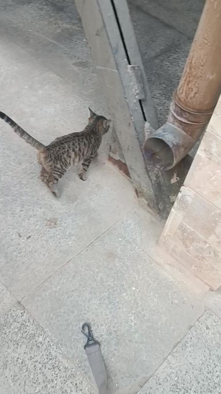 بچه گربه۲ ماهه واگذاری|گربه|شیراز, فرگاز|دیوار