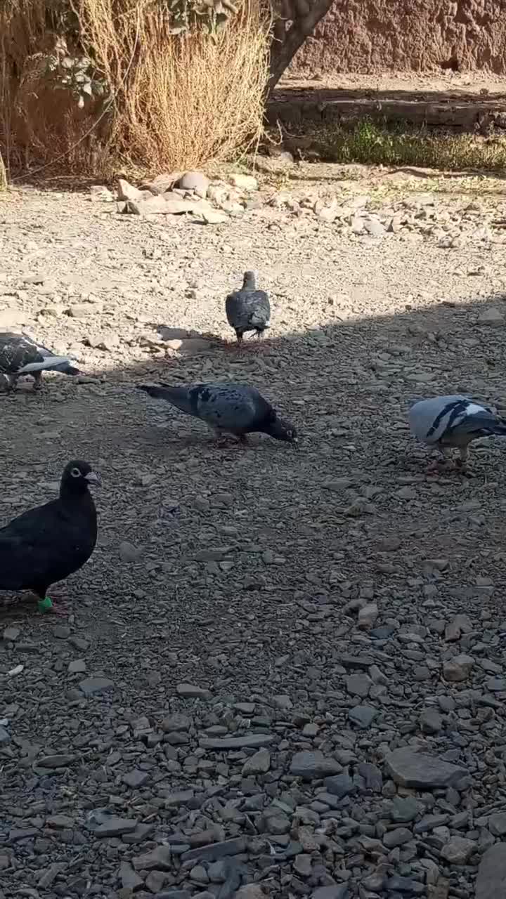 کفتر پرنده|پرنده|رشتخوار, |دیوار