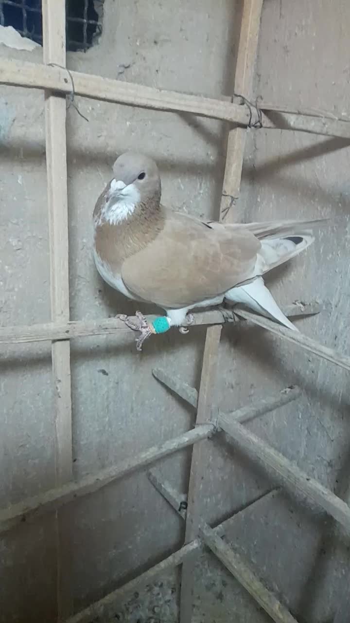 ۱۵۰۰۰۰۰|پرنده|بجنورد, |دیوار